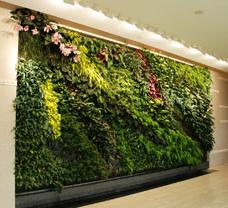 成都植物租摆_室内绿植绿墙设计案例